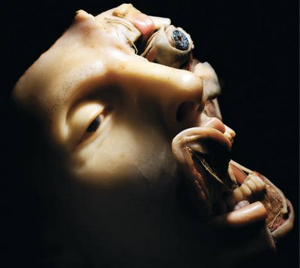 Illustration for article titled Creepy wax anatomy models from the 1700-1800s. Apologies if you planned on sleeping tonight.